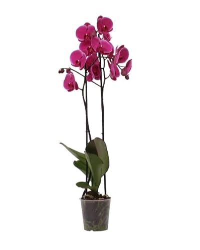 Orquídea Natural Planta de Interior Fácil de Mantener y Perfecta como Elemento Decorativo